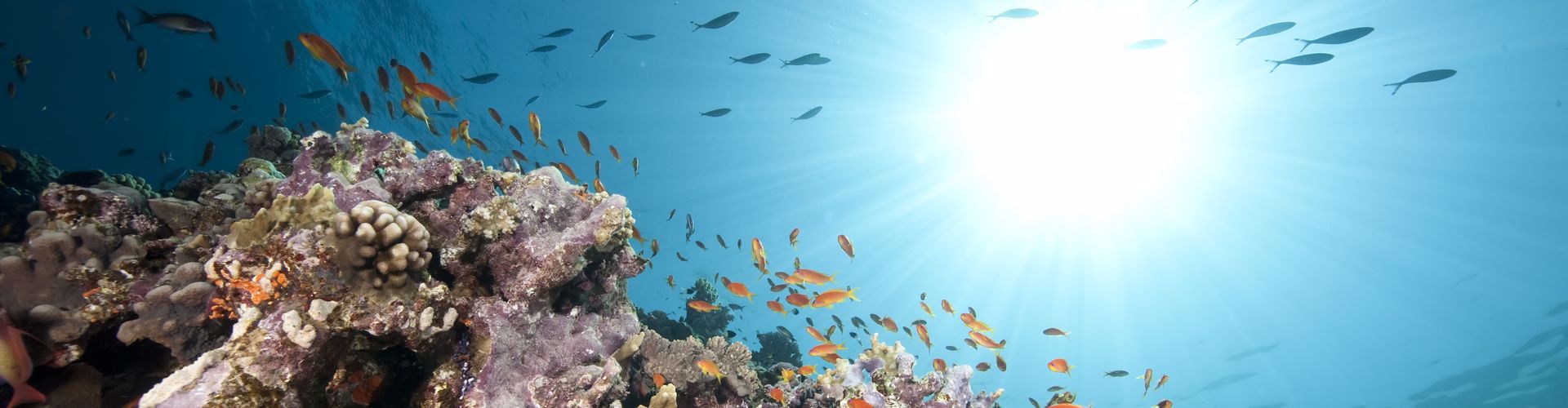 Saint John's - Abu Fendera